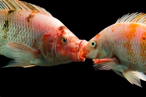 are tgere any animals mating in born in china